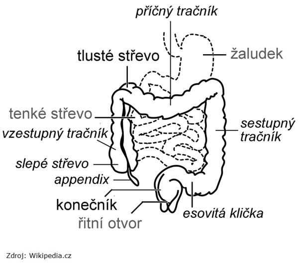 Screening karcinomu konečníku a tlustého střeva - graf