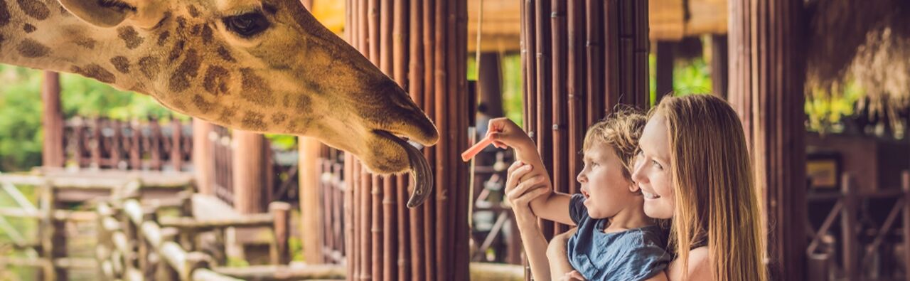 zoo