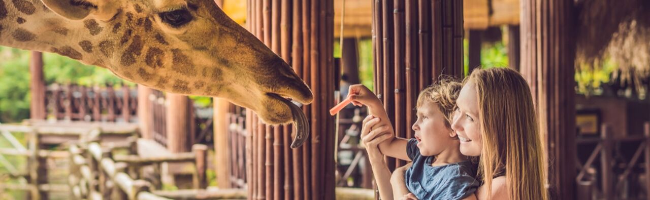 zoo